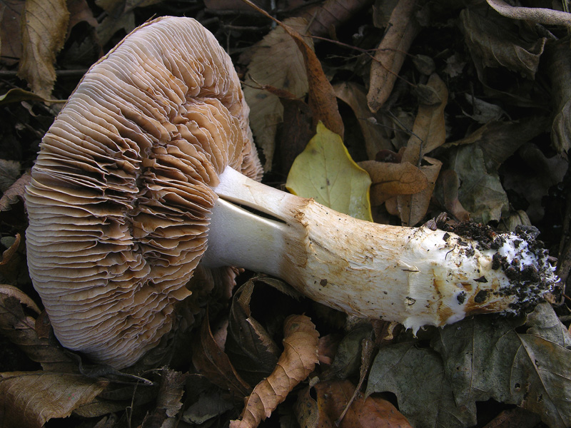 Cortinarius pseudovulpinus?